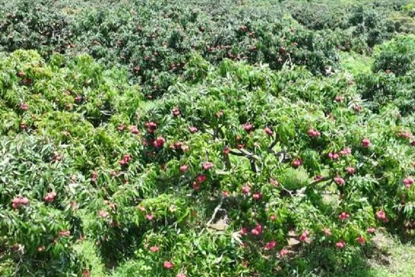 避免荔枝裂果的方法,满足三要素并补充微量元素