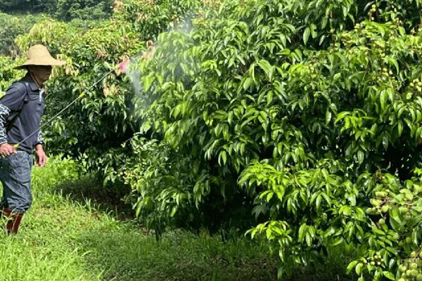 避免荔枝裂果的方法,满足三要素并补充微量元素