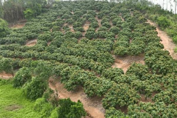 避免荔枝裂果的方法,满足三要素并补充微量元素