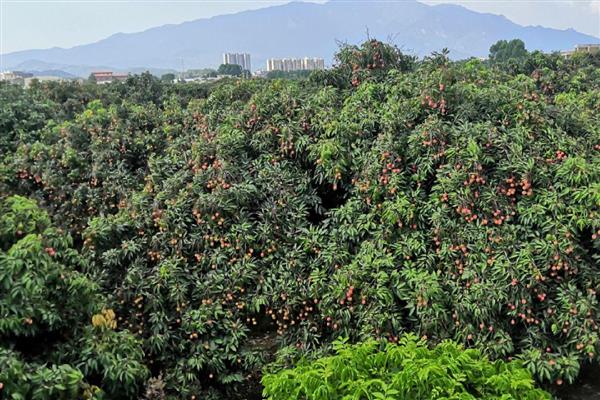 避免荔枝裂果的方法,满足三要素并补充微量元素
