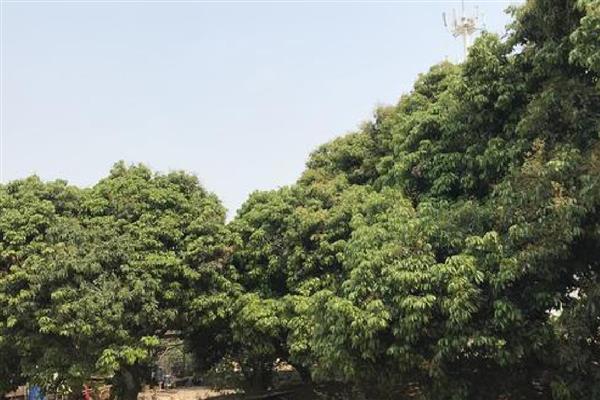 避免荔枝裂果的方法,满足三要素并补充微量元素