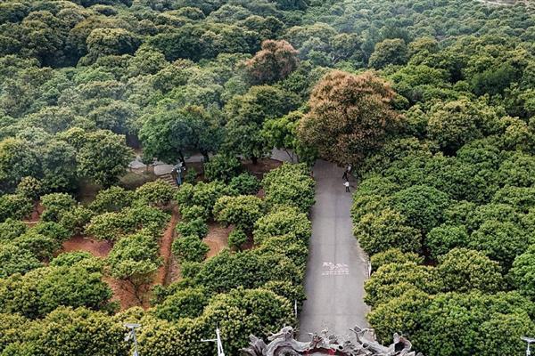 避免荔枝裂果的方法,满足三要素并补充微量元素