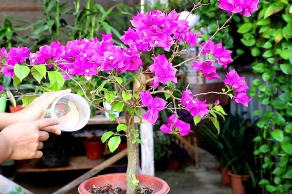 三角梅泡水中可以生根吗，可以生根