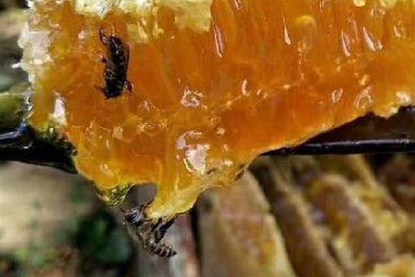 土蜂蜂巢蜜的价格，一般100-300元一斤