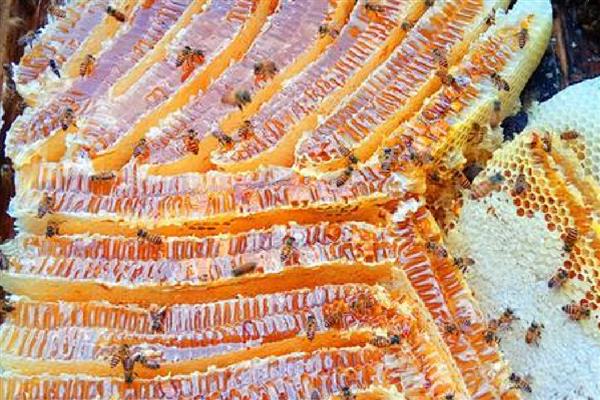 土蜂蜂巢蜜的价格，一般100-300元一斤