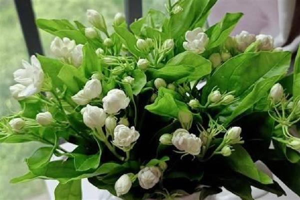 茉莉花换盆后过多长时间才能晒太阳，经过1周左右待植株服盆便可接受光照