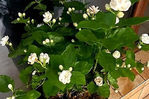 茉莉花换盆后过多长时间才能晒太阳，经过1周左右待植株服盆便可接受光照
