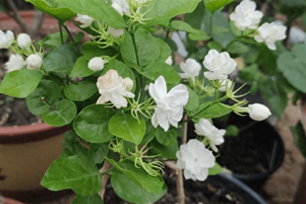 茉莉花换盆后过多长时间才能晒太阳，经过1周左右待植株服盆便可接受光照