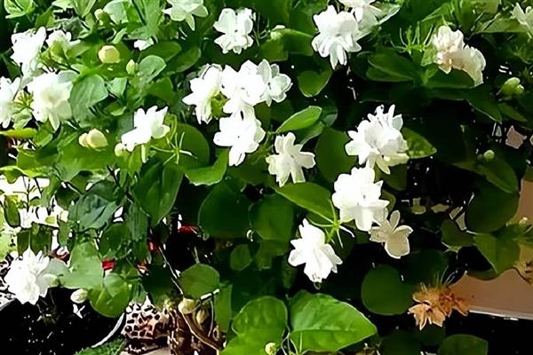 茉莉花换盆后过多长时间才能晒太阳，经过1周左右待植株服盆便可接受光照