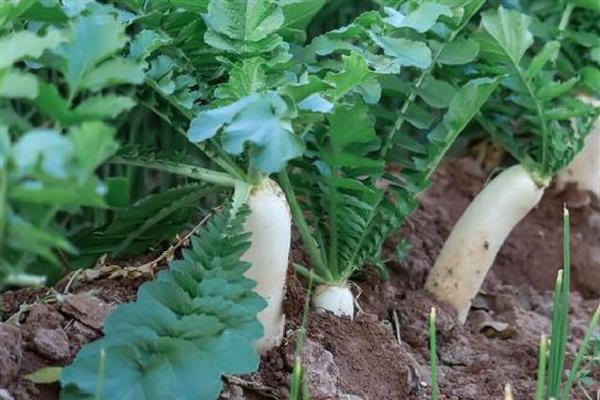 白萝卜裂根的原因，可能是水分供应不足所致