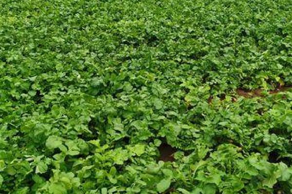 白萝卜裂根的原因，可能是水分供应不足所致