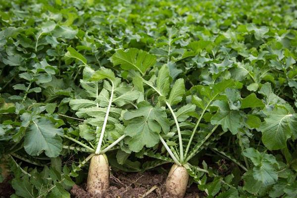 白萝卜裂根的原因，可能是水分供应不足所致