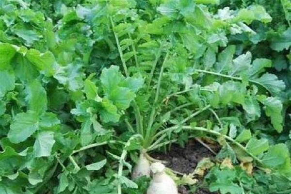 白萝卜裂根的原因，可能是水分供应不足所致