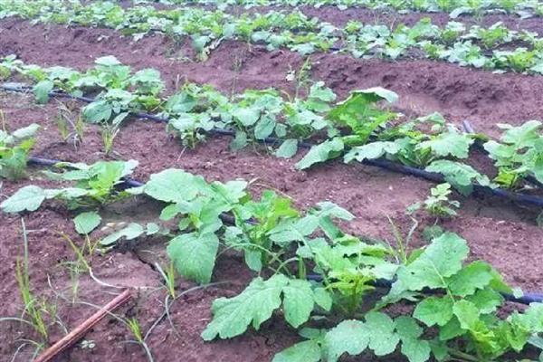 白萝卜裂根的原因，可能是水分供应不足所致