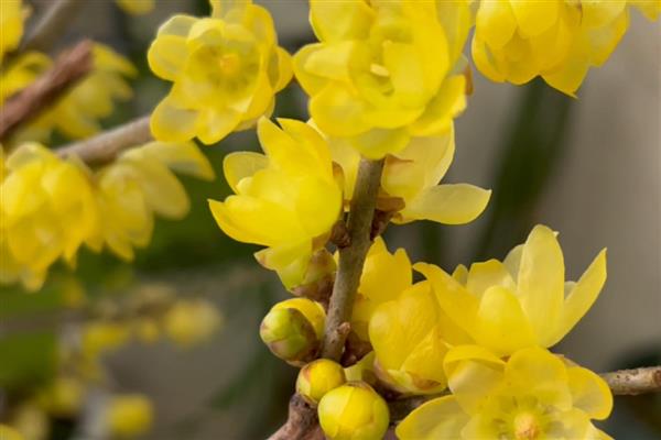 腊梅花是不是蜜源植物，是蜜源植物