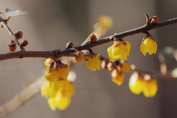 腊梅花是不是蜜源植物，是蜜源植物