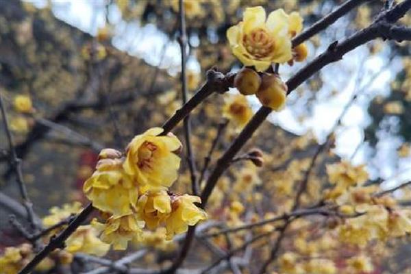 腊梅花是不是蜜源植物，是蜜源植物