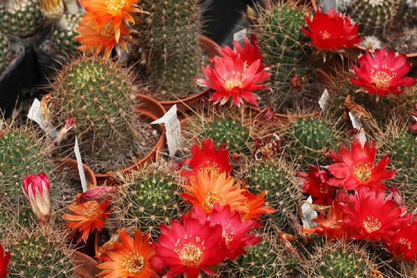 仙人球冬天会冻死吗,南方地区一般不会冻死