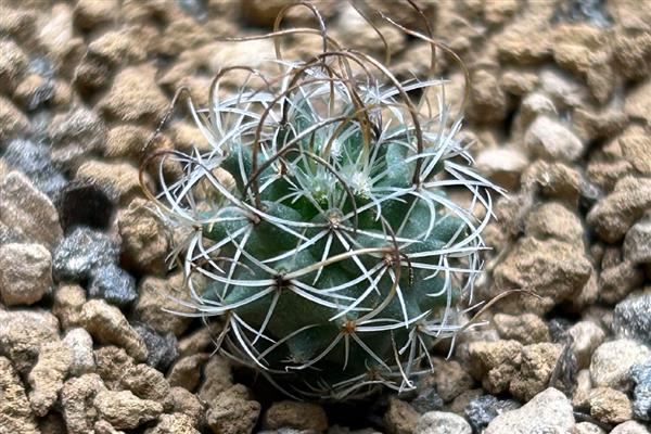 仙人球冬天会冻死吗,南方地区一般不会冻死