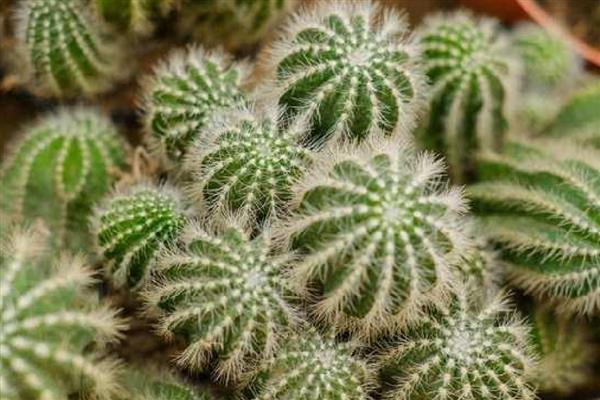 仙人球冬天会冻死吗,南方地区一般不会冻死