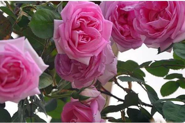 粉色达芬奇一年开多少次花，一年开2-3次花