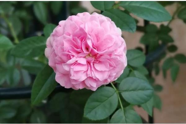 粉色达芬奇一年开多少次花，一年开2-3次花