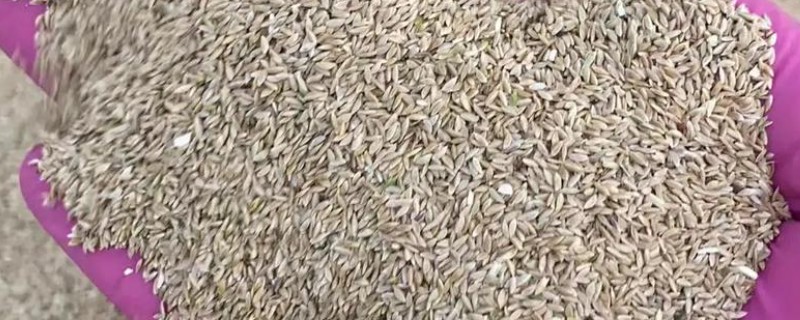 雏菊种子的种植方法，喜欢在温暖的环境中生长