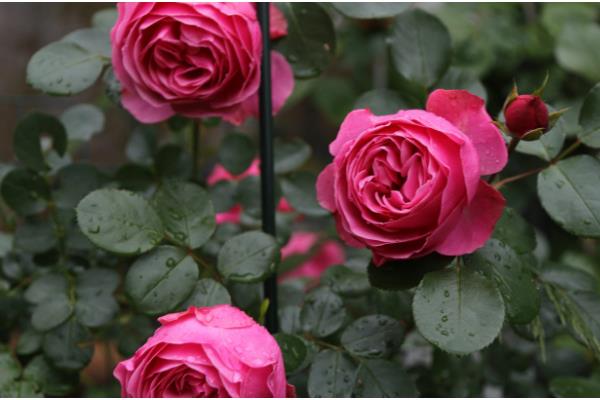 粉色达芬奇一年开多少次花，一年开2-3次花