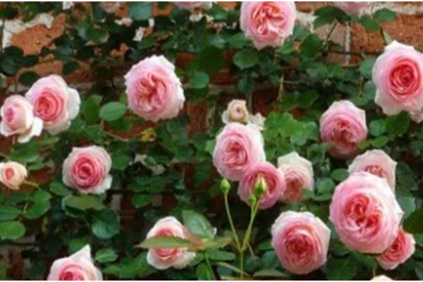 粉色达芬奇一年开多少次花，一年开2-3次花