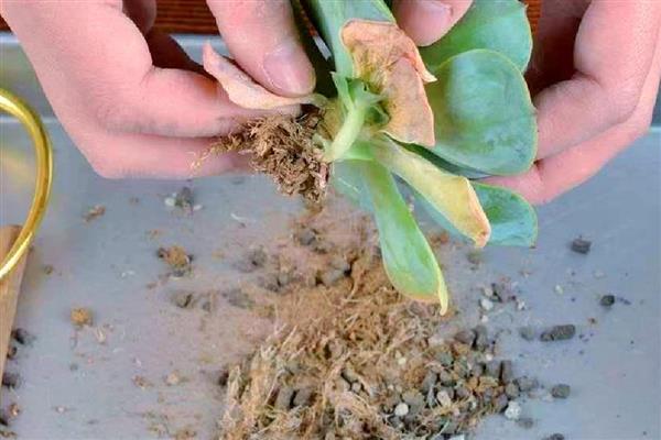 多肉的修剪方法,选择在天气晴朗的时候进行