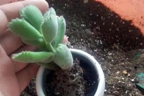 多肉的修剪方法,选择在天气晴朗的时候进行