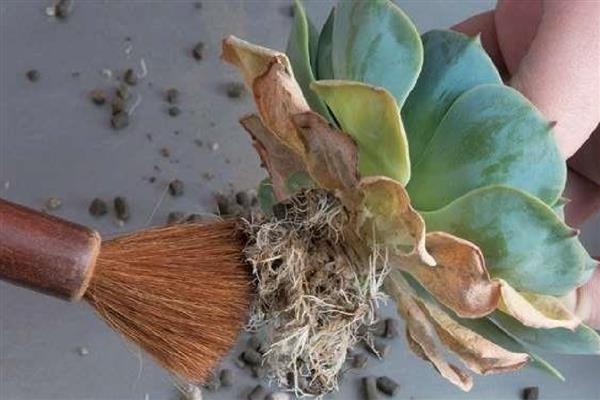 多肉的修剪方法,选择在天气晴朗的时候进行