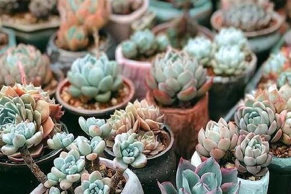 多肉的修剪方法,选择在天气晴朗的时候进行