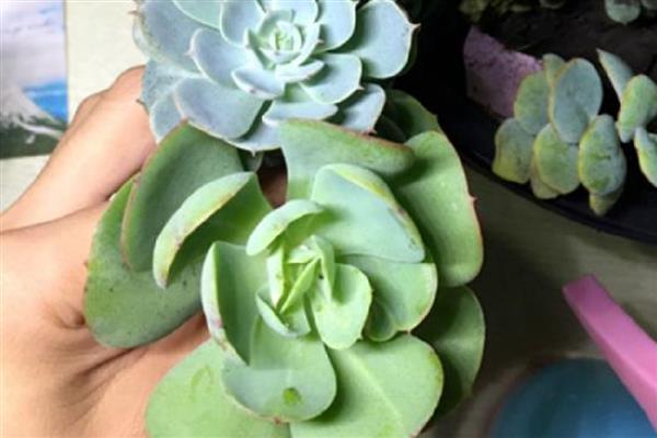多肉的修剪方法,选择在天气晴朗的时候进行
