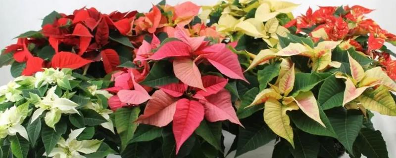 一品红叶子掉光怎么办,开过花后及时将花头剪掉