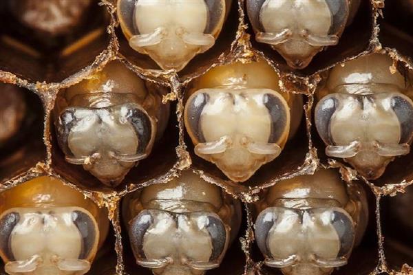 蜜蜂生长要经历哪些过程，分为卵期、幼虫期等4个时期