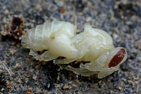 蜜蜂生长要经历哪些过程，分为卵期、幼虫期等4个时期