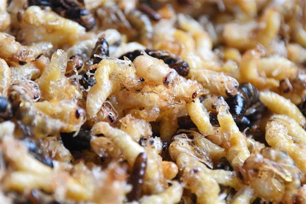 蜜蜂生长要经历哪些过程，分为卵期、幼虫期等4个时期