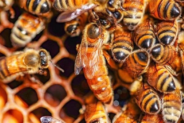 蜜蜂生长要经历哪些过程，分为卵期、幼虫期等4个时期