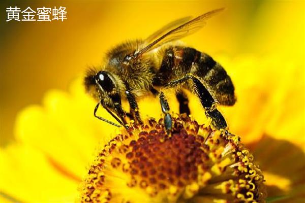 蜜蜂生长要经历哪些过程，分为卵期、幼虫期等4个时期