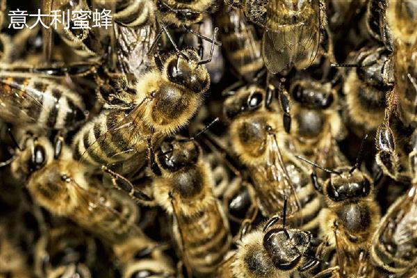 蜜蜂生长要经历哪些过程，分为卵期、幼虫期等4个时期