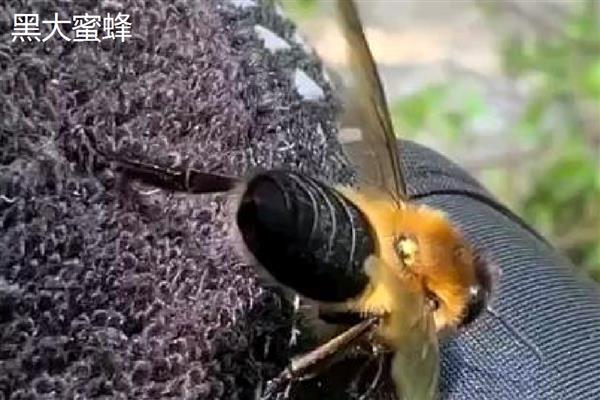 蜜蜂生长要经历哪些过程，分为卵期、幼虫期等4个时期