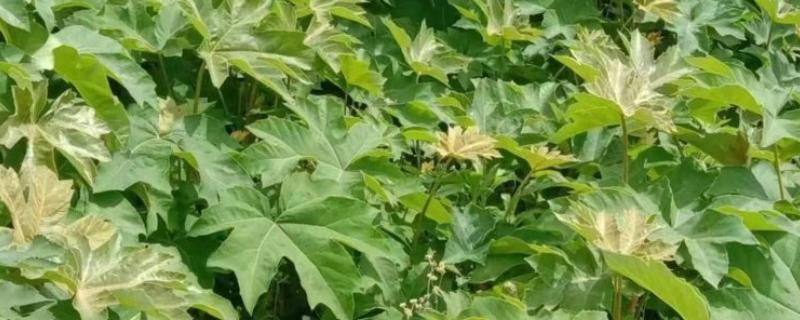 大通草与小通草有什么区别，颜色、生长环境、分布范围都不同