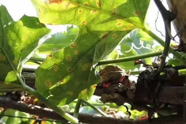 瓜蒌病虫害的防治方法，不同病害的防治方法不同