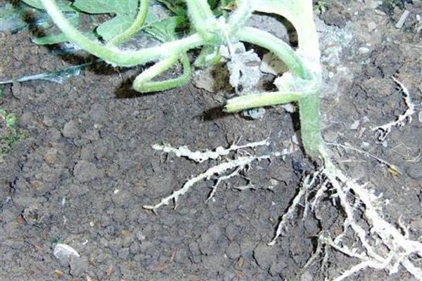 瓜蒌病虫害的防治方法，不同病害的防治方法不同