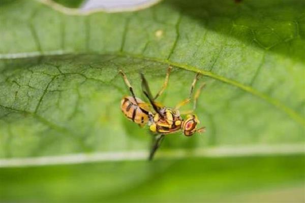 瓜蒌病虫害的防治方法，不同病害的防治方法不同