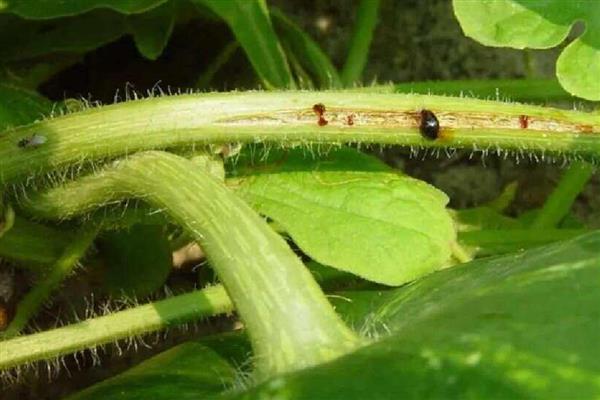 瓜蒌病虫害的防治方法，不同病害的防治方法不同