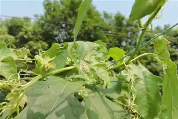瓜蒌病虫害的防治方法，不同病害的防治方法不同