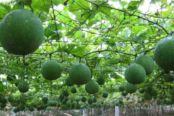 瓜蒌病虫害的防治方法，不同病害的防治方法不同