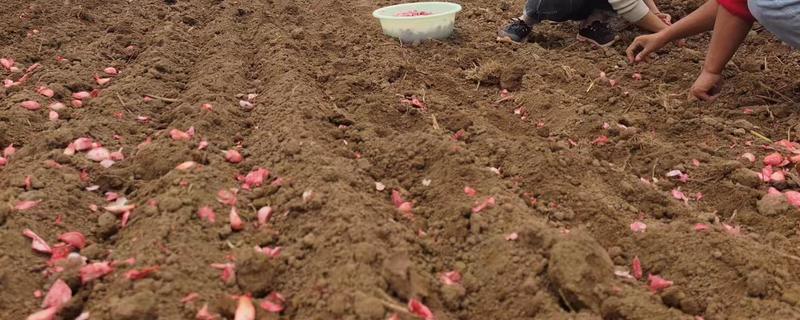 大蒜的种植方法，9-10月份进行播种